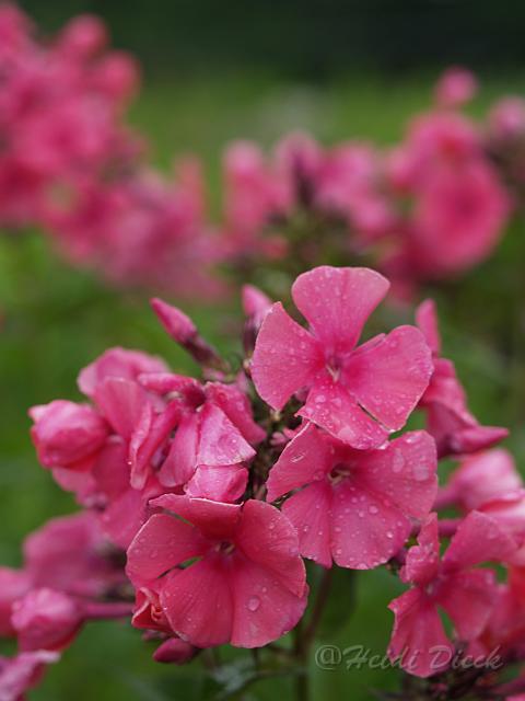 Phlox Cherry Pink.JPG